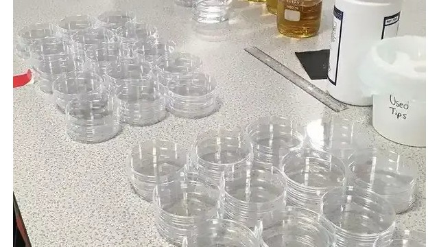 培養(yǎng)皿：定義、類型和用途