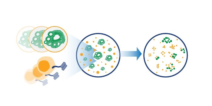 什么是細(xì)胞共培養(yǎng)？