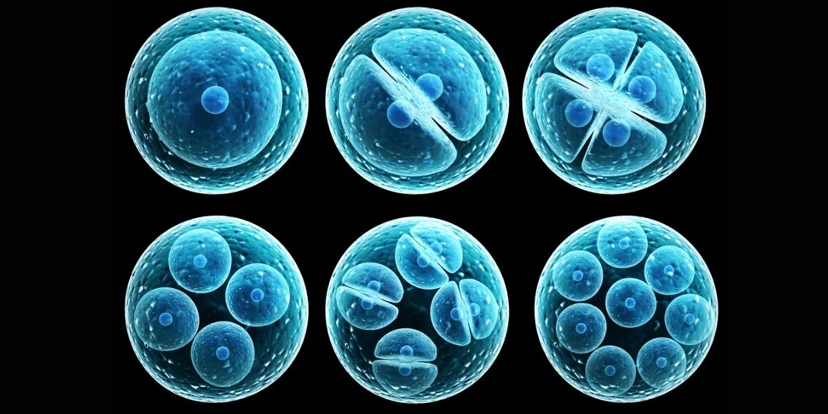 流式細胞術(shù)如何工作？