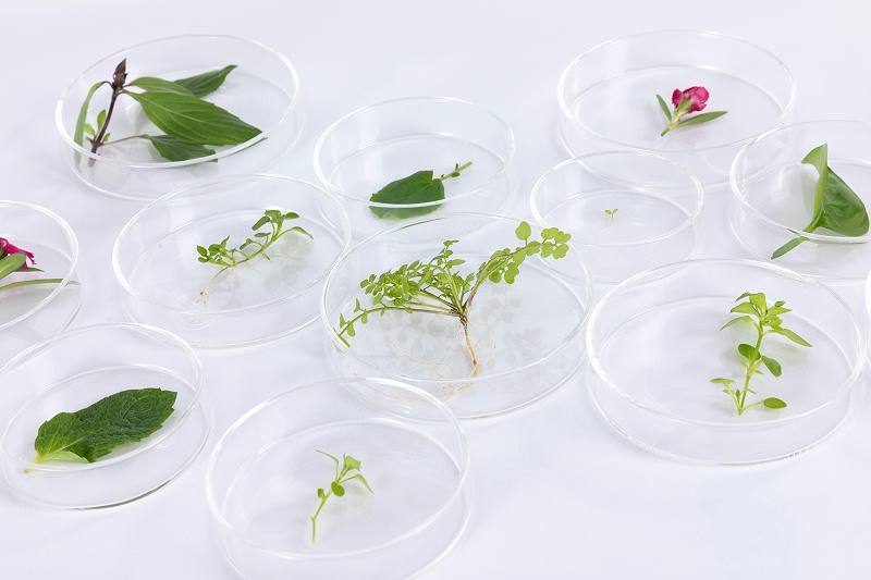 攝圖網(wǎng)_501730009_培養(yǎng)皿中放置著植物樣品（企業(yè)商用）