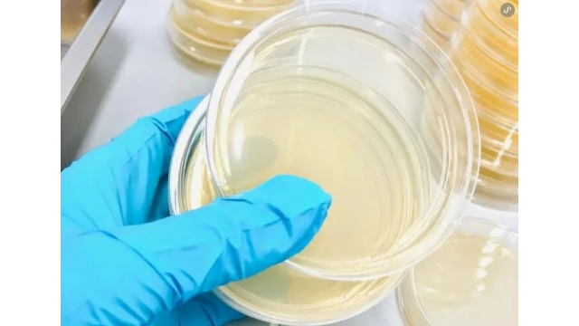 平板培養(yǎng)時(shí)為什么要把培養(yǎng)皿倒置？